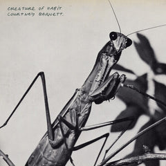 Courtney Barnett | Creature of Habit | Album