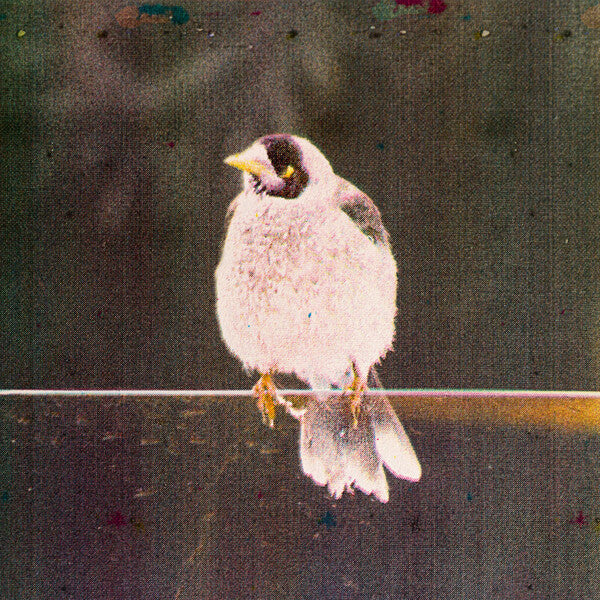 Monte Hills | Digital Bird Matrix | Album