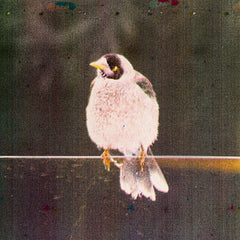 Monte Hills | Digital Bird Matrix | Album