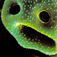 Robert Scott | The Creeping Unknown | Album