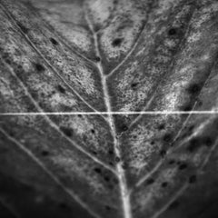 Leslie Winer | Spider | Album