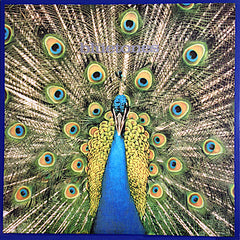 The Bluetones | Expecting to Fly | Album