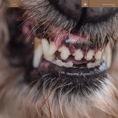 Blanck Mass | World Eater | Album